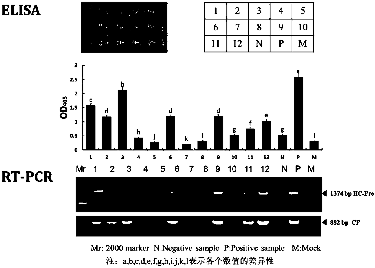 Lotus latent virus double-antibody sandwich enzyme-linked immunosorbent assay (ELISA) kit and preparation and detection methods