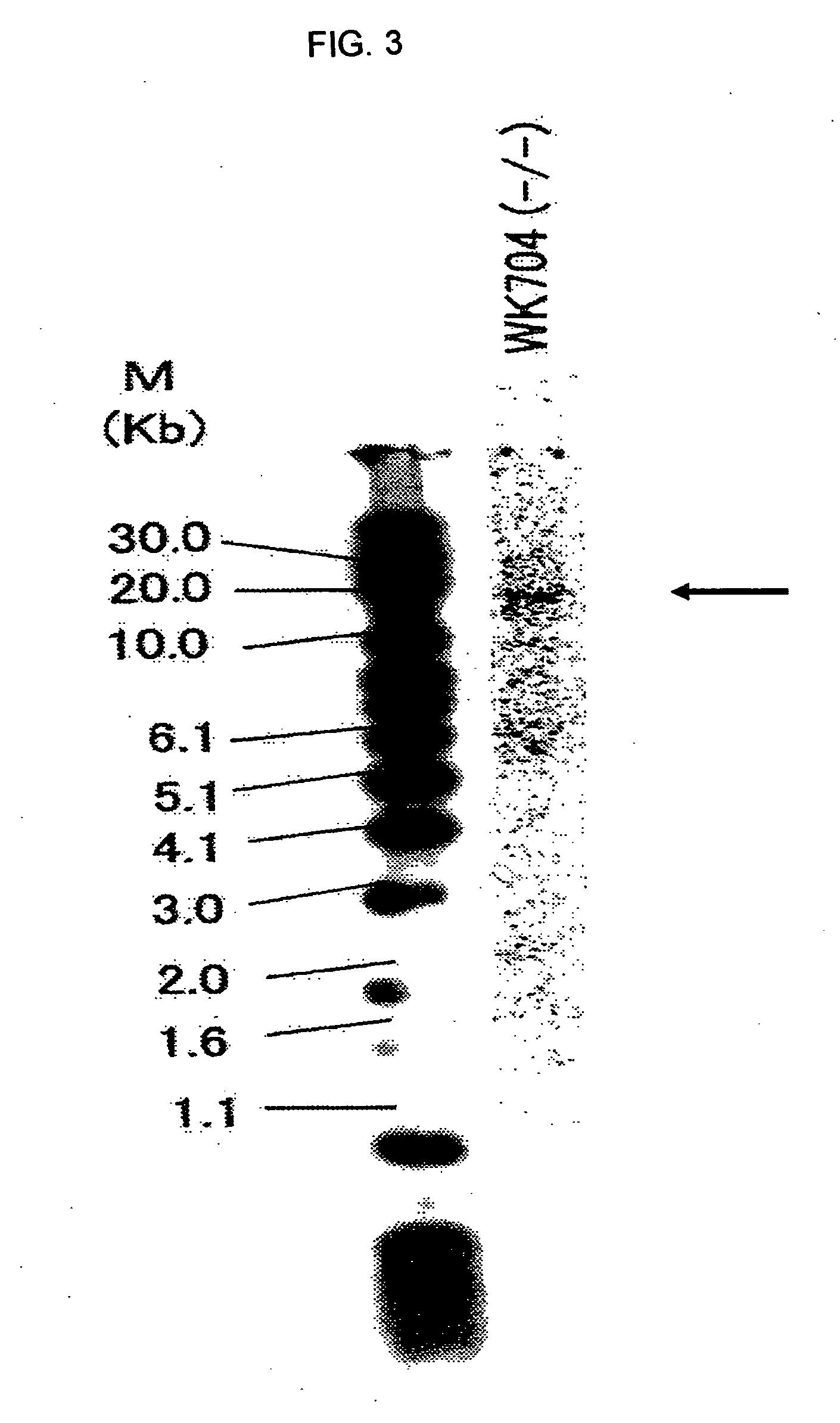 Fused Protein Composition
