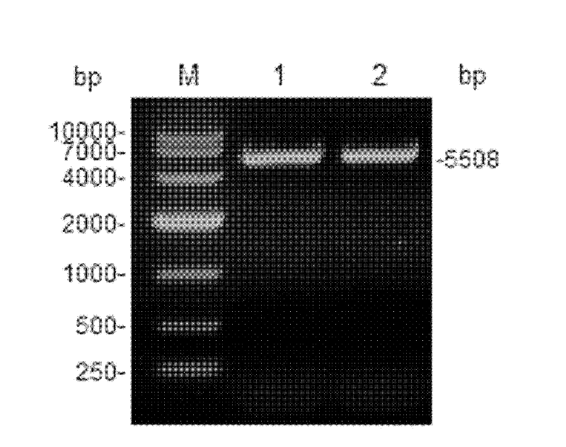 Rice wine yeast metabolic engineering bacterium low in urea yield and construction method thereof