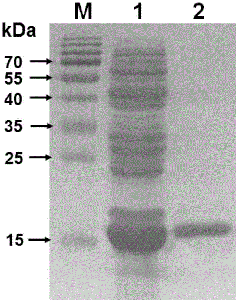 Oxidation hydrolase gene BtLPMO10A and oxidation hydrolase and application