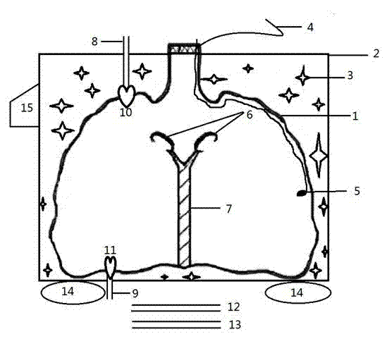 Device used for preserving lung under low temperature and ventilated situations during non-heart-beating-donor lung transplant