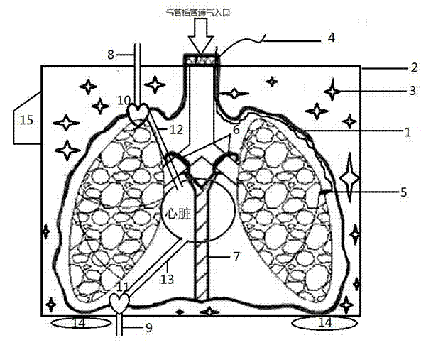 Device used for preserving lung under low temperature and ventilated situations during non-heart-beating-donor lung transplant