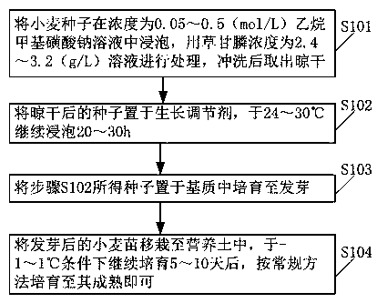 Cultivation method for improving wheat stress resistance