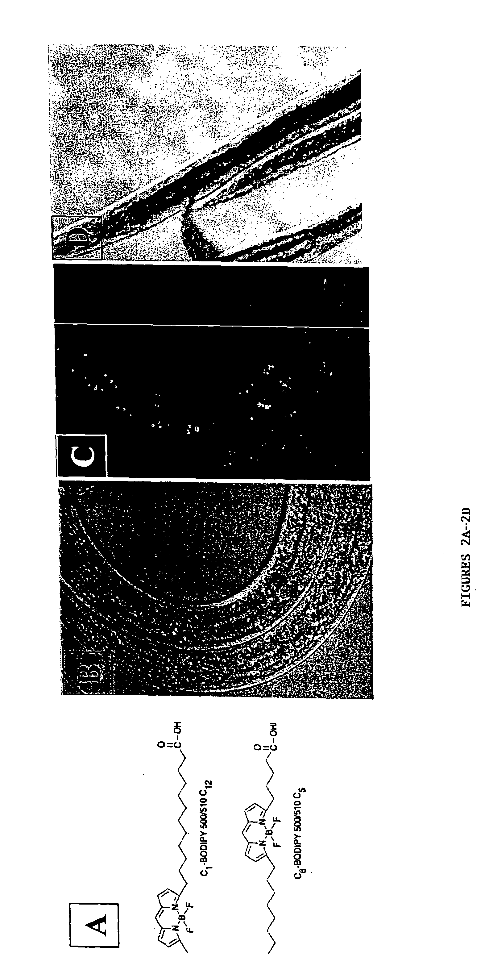 Polynucleotide and polypeptide fat metabolism regulators and uses thereof
