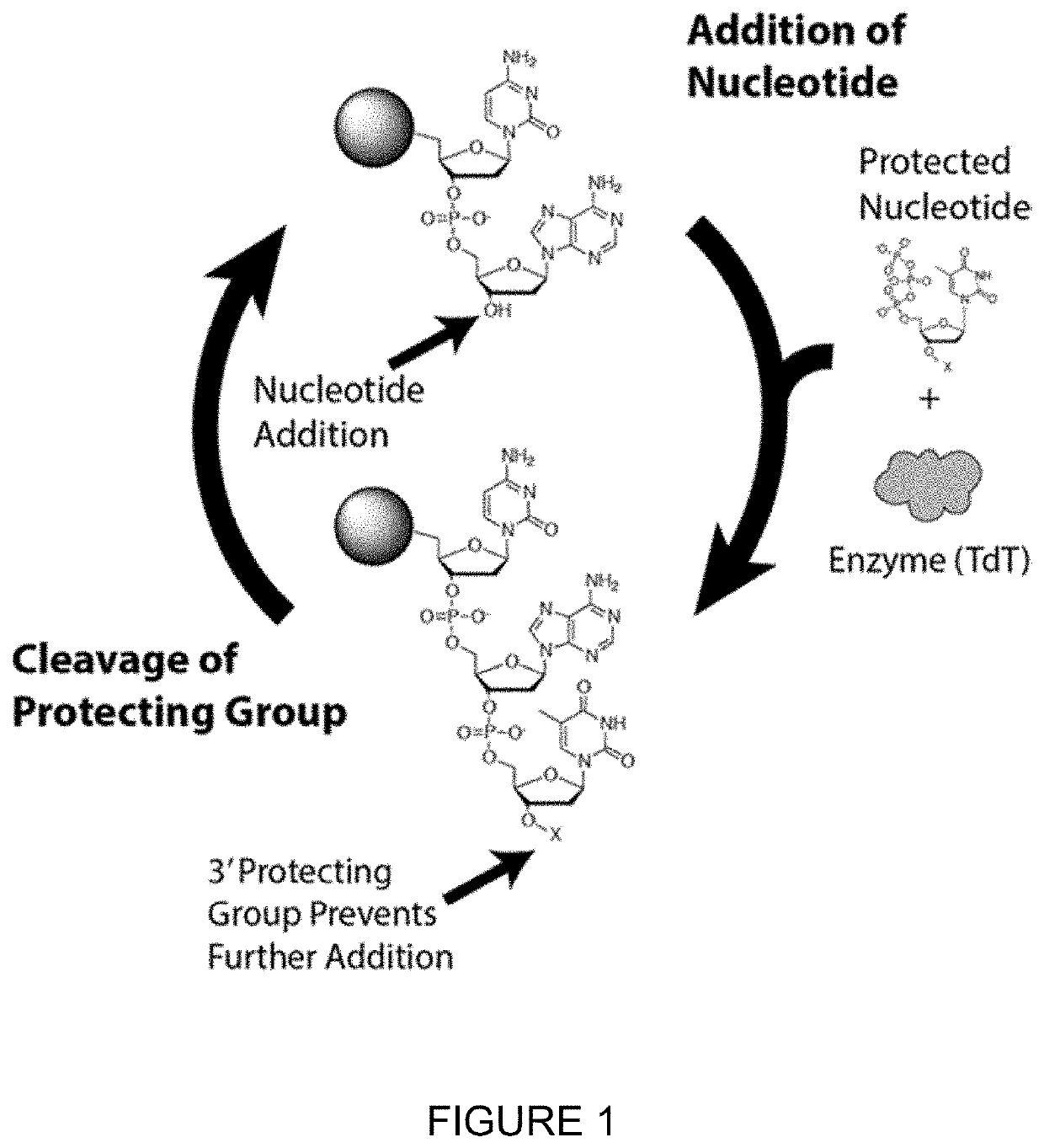 Compositions and methods related to nucleic acid synthesis