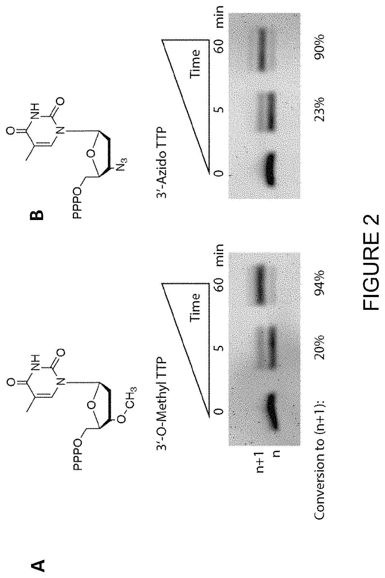 Compositions and methods related to nucleic acid synthesis