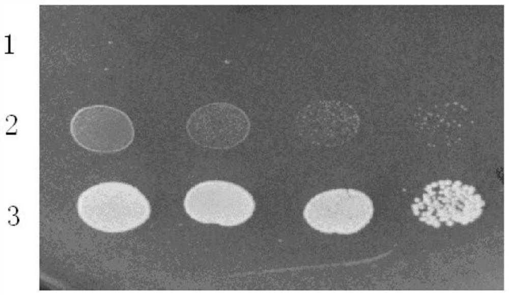 A kind of tobacco kup6 protein and its coding gene and application