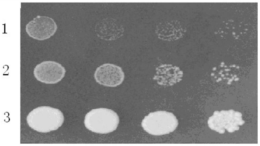 A kind of tobacco kup6 protein and its coding gene and application