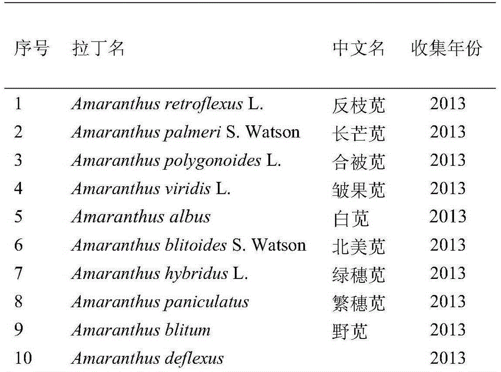 Method for detecting amaranthus palmeri through PCR primers