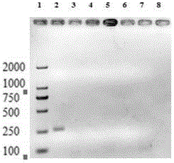 Method for detecting amaranthus palmeri through PCR primers