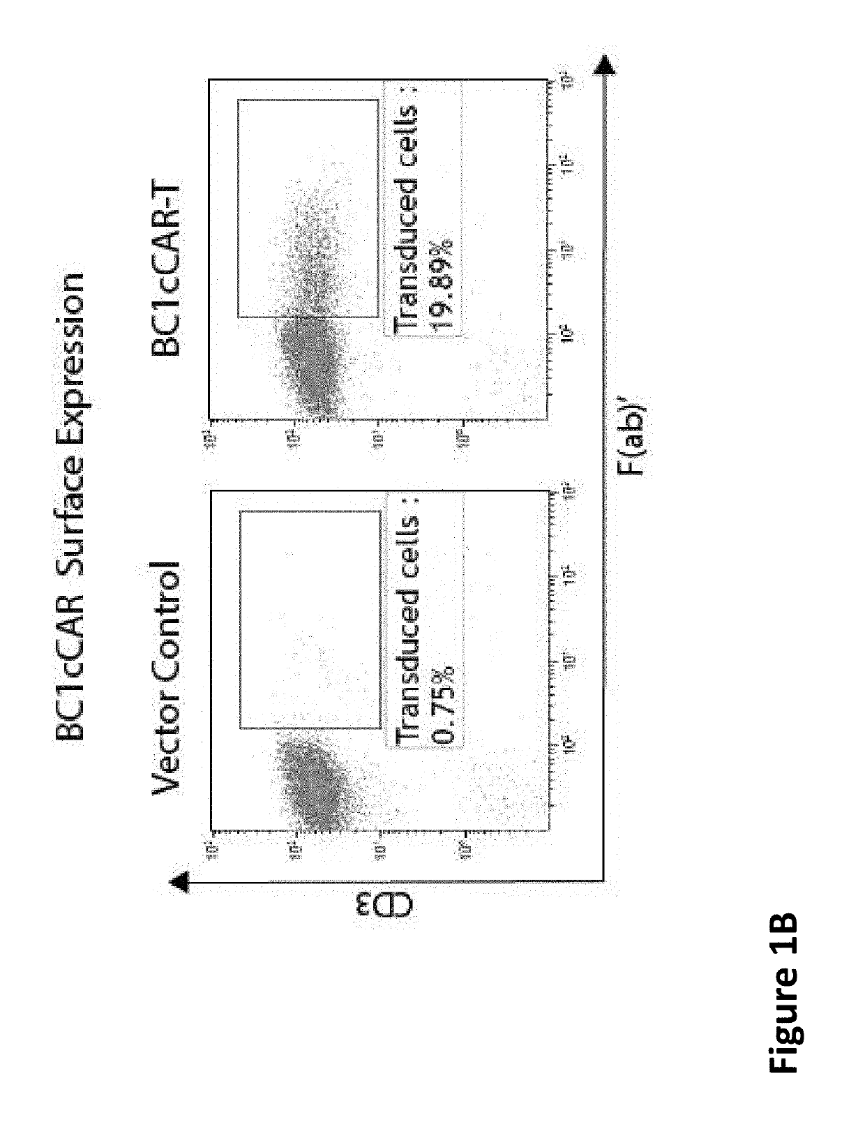 COMPOUND CHIMERIC ANTIGEN RECEPTOR (cCAR) TARGETING MULTIPLE ANTIGENS, COMPOSITIONS AND METHODS OF USE THEREOF