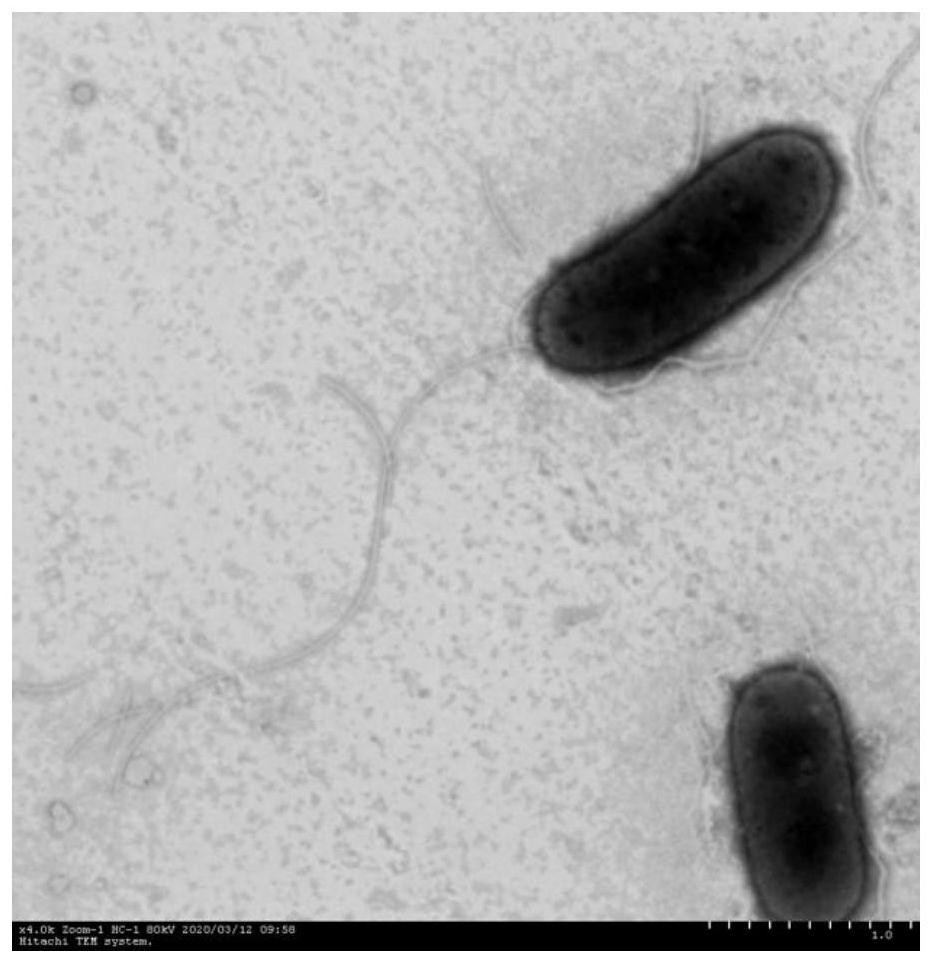 A kind of denitrification bacteria and its application