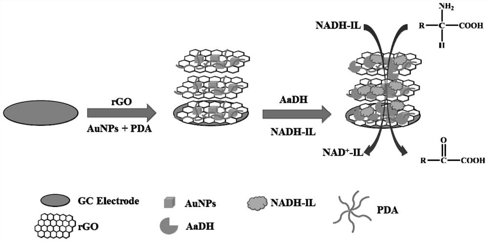 A kind of amino acid dehydrogenase electrode and preparation method and application thereof