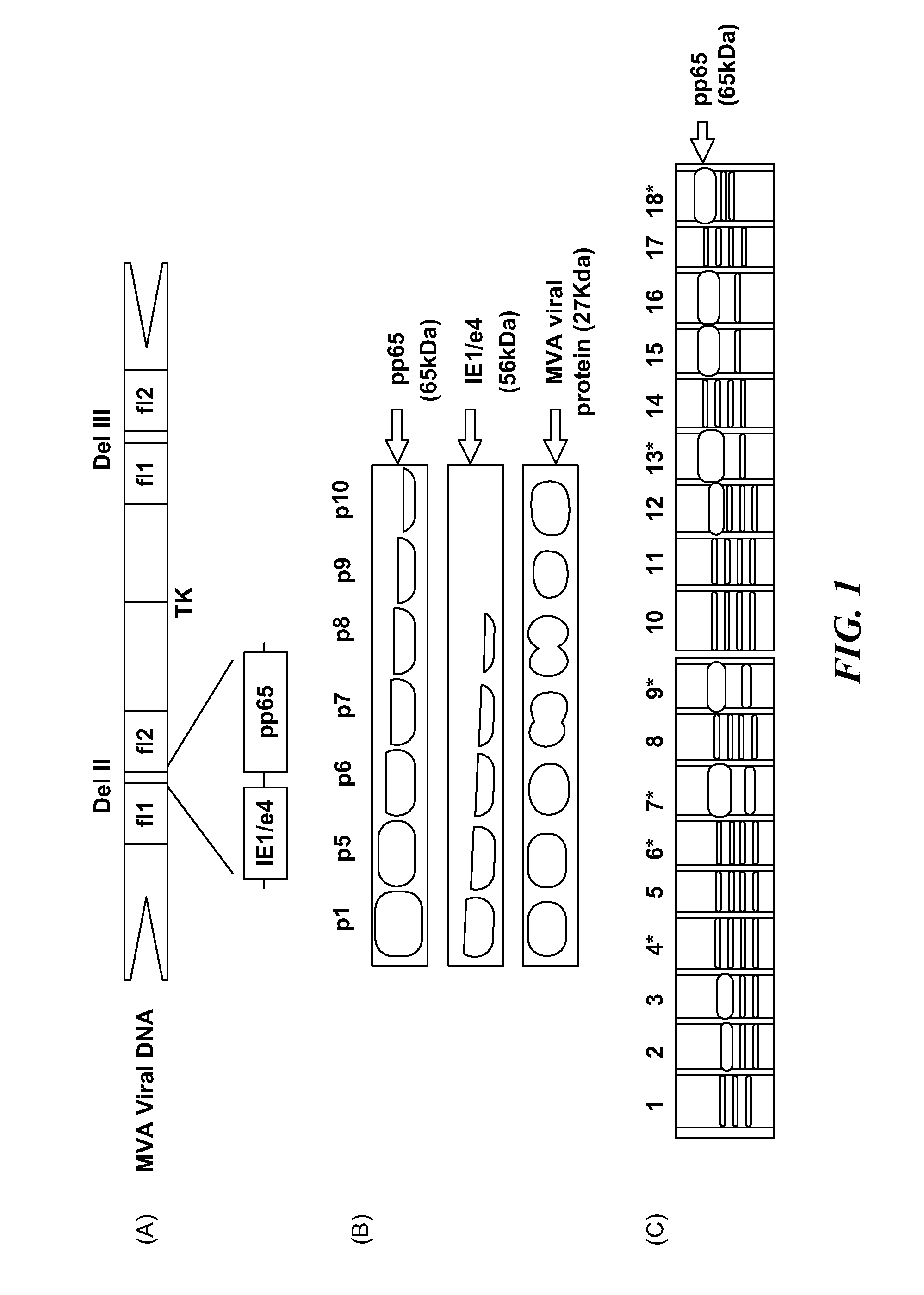 Genetically stable recombinant modified vaccinia ankara (rMVA) vaccines and methods of preparation thereof