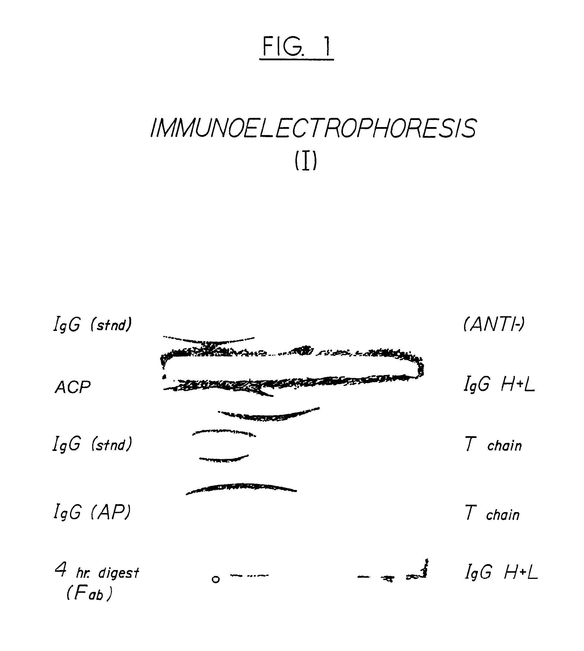 Antivenom composition containing Fab fragments