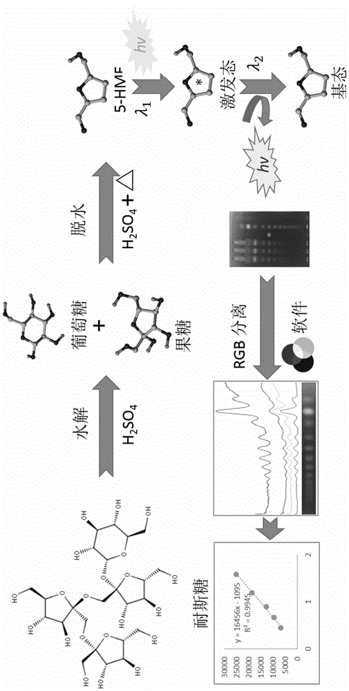 A method for measuring sugar content in Morinda officinalis