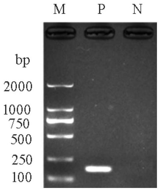 A virulent strain of tilapia lake virus and its rpa detection primer and method