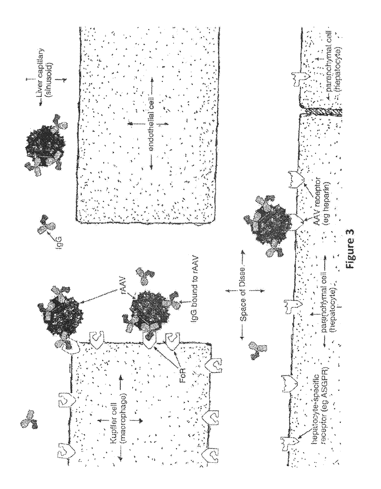 Humanized Viral Vectors and Methods of Use Thereof