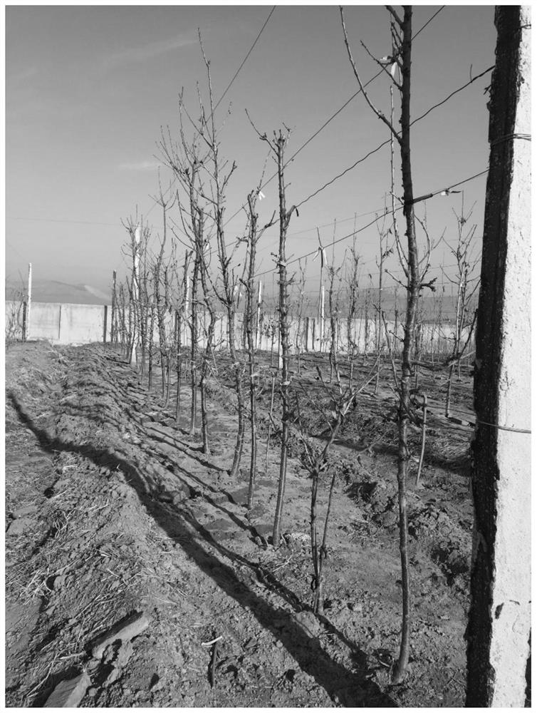 A sweet cherry columnar shaping and pruning method suitable for labor-saving operation