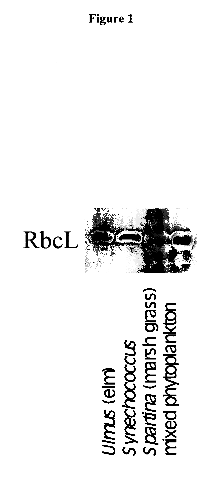Peptide sequence tags and method of using same