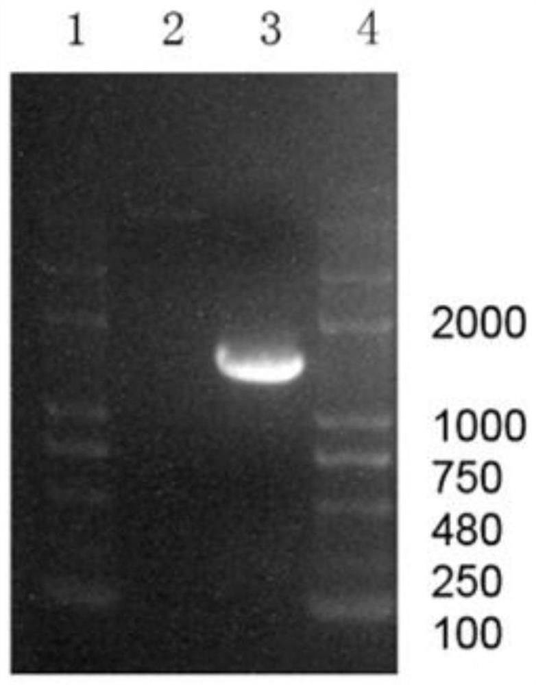 Recombinant plasmid containing HDAC1 gene promoter and reporter gene as well as construction and application of recombinant plasmid