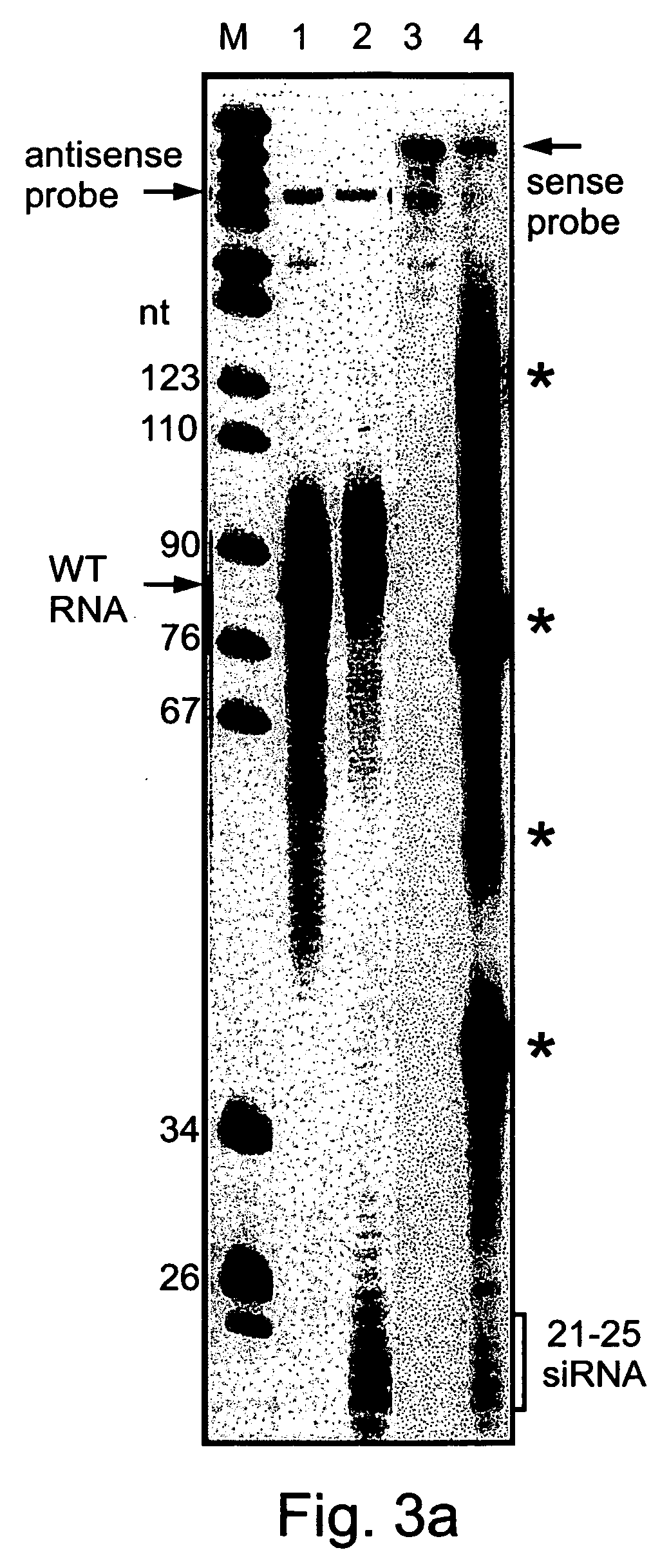 Snornai-small nucleolar rna degradation by rna interference in trypanosomatids