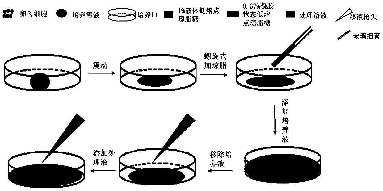 Method for observing dynamic change of mouse oocytes by using low-melting-point agarose