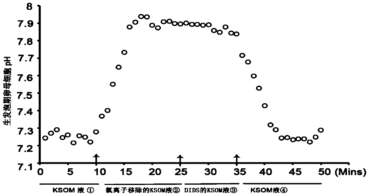 Method for observing dynamic change of mouse oocytes by using low-melting-point agarose