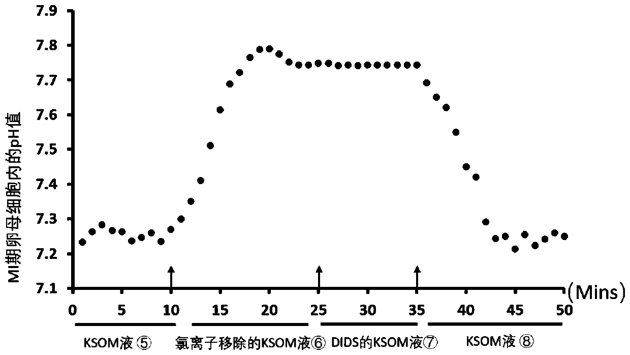 Method for observing dynamic change of mouse oocytes by using low-melting-point agarose