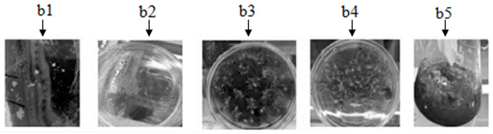 Tissue culture method for bletillastriata (thunb.) reichb.f. seedlings