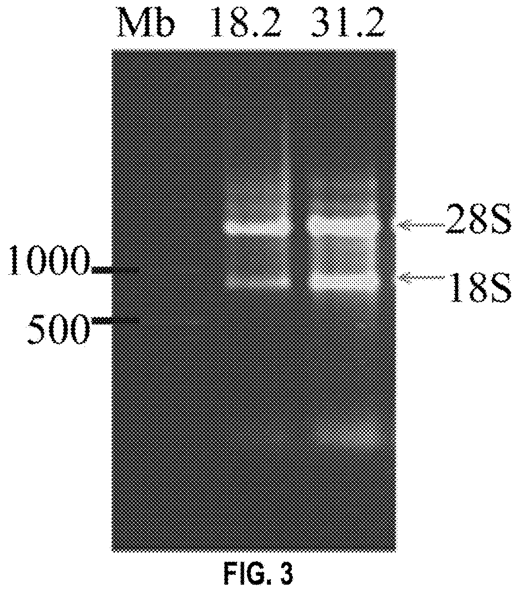 Antibodies binding to bmp4, and uses thereof