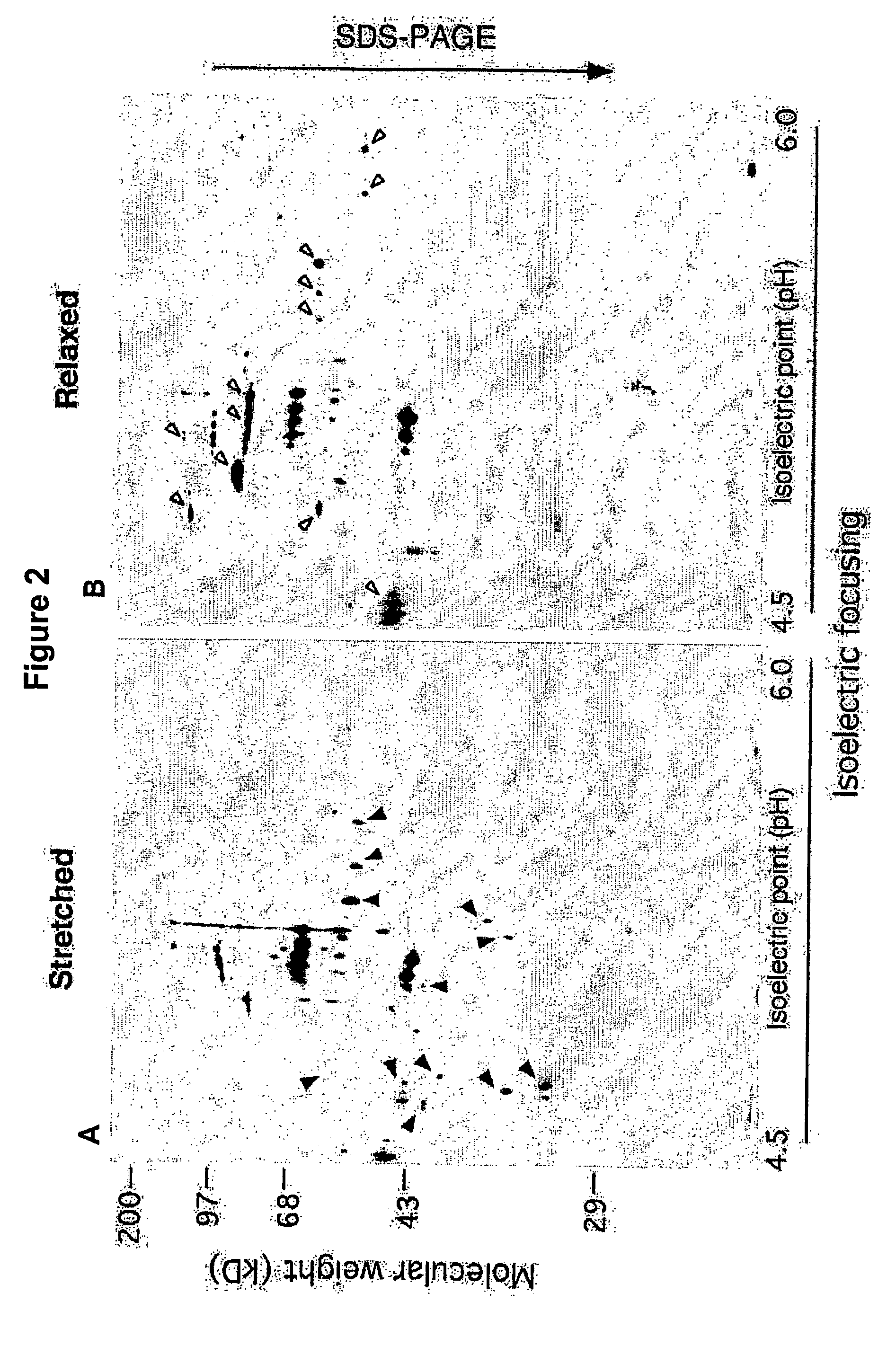 System and method for identifying proteins involved in force-initiated signal transduction