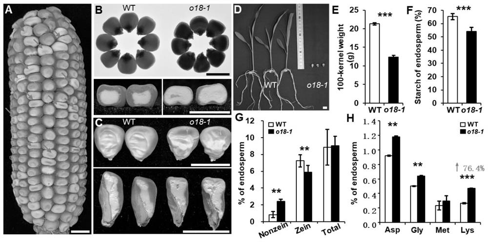 Application of corn ZmRIBA1 gene in breeding of high-lysine corn