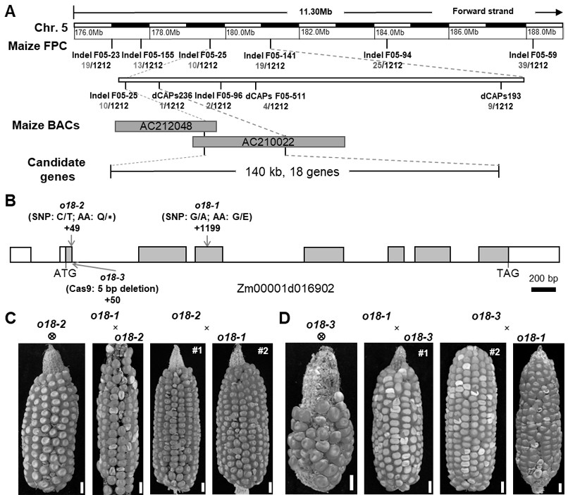 Application of corn ZmRIBA1 gene in breeding of high-lysine corn