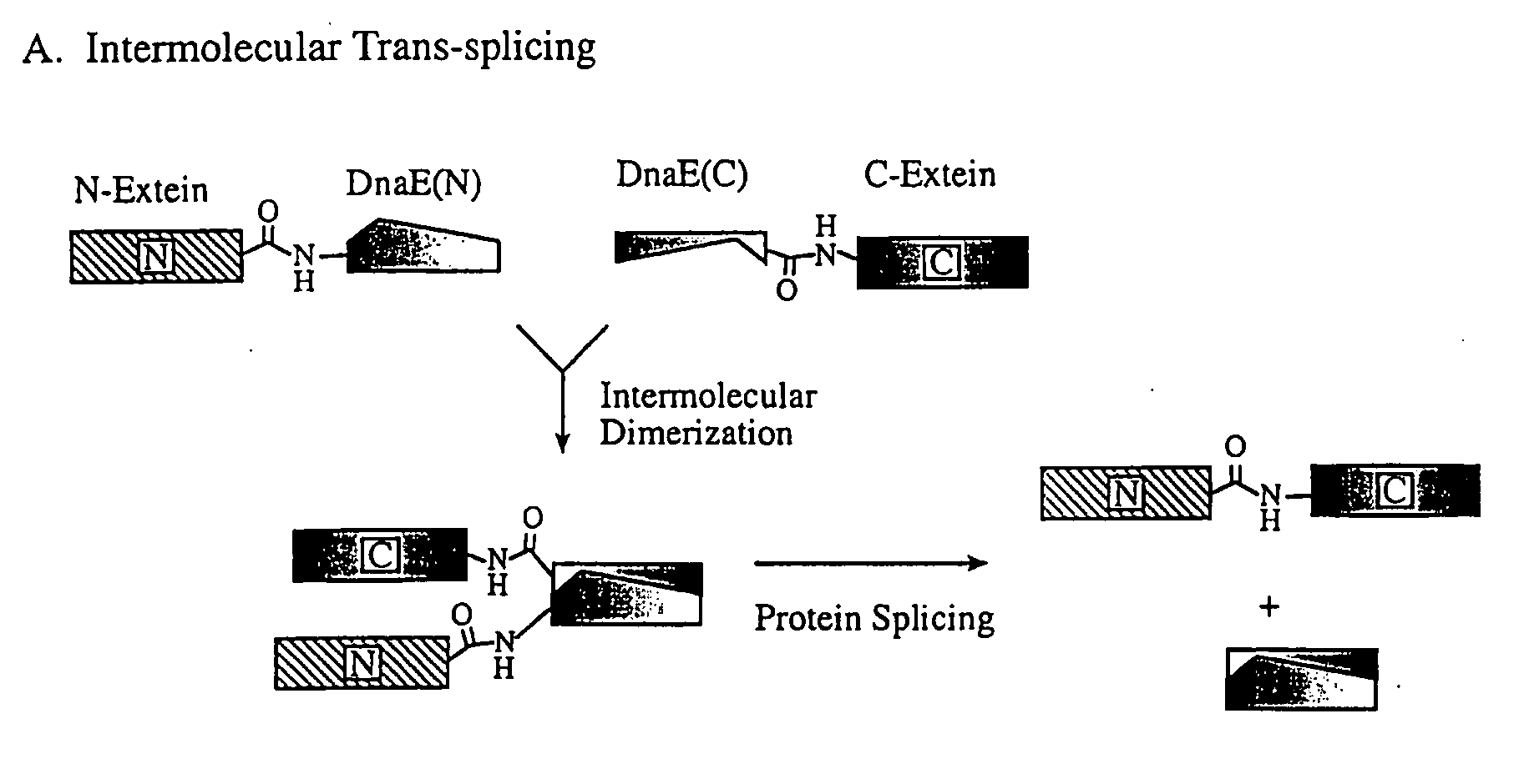 Method for producing circular or multimeric protein species in vivo or in vitro and related methods