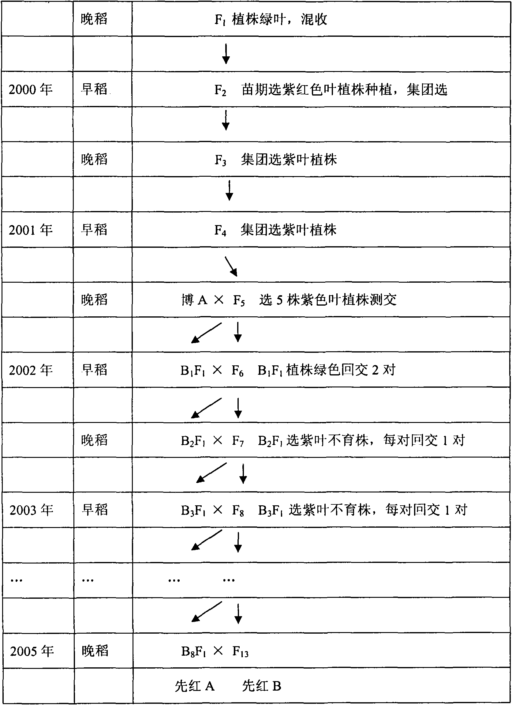 Method for producing seed by using three-line hybrid rice sterile line with purple leaf marker