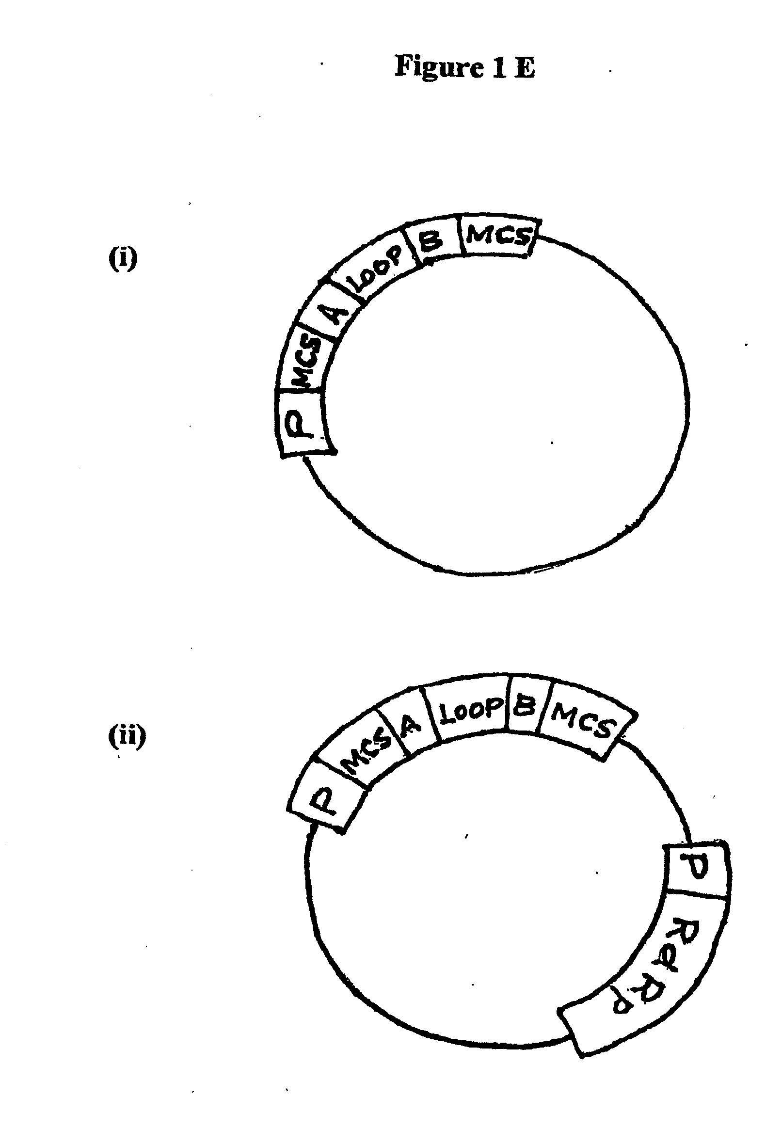 Double stranded RNA structures and constructs, and methods for generating and using the same