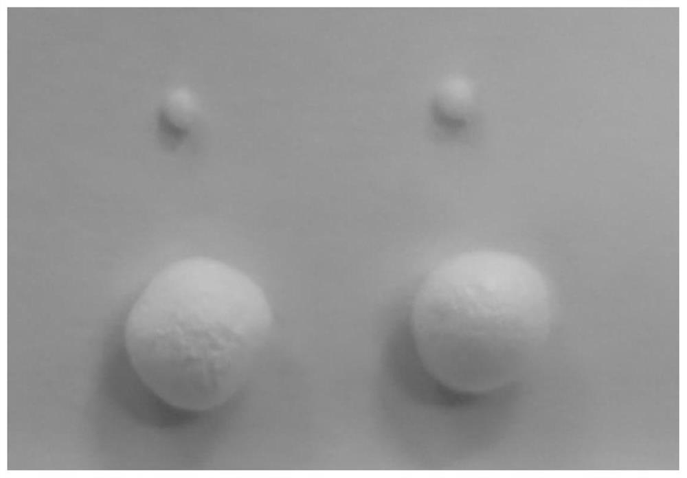 A kind of biodegradable composite bead foam material and preparation method thereof for packaging field