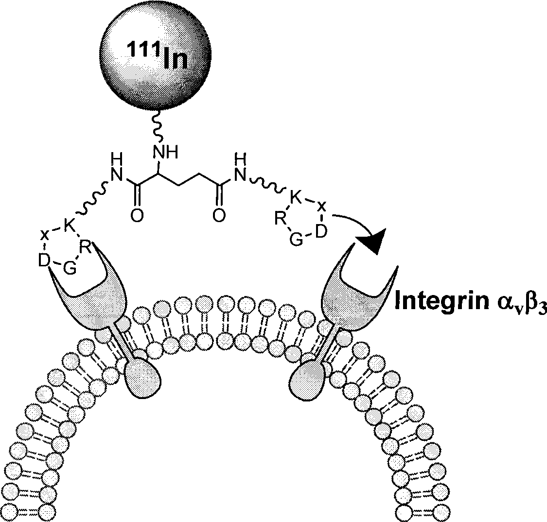 RGD polypeptide radiopharmaceutical for integrin alphav beta3 positive tumor and preparation method thereof