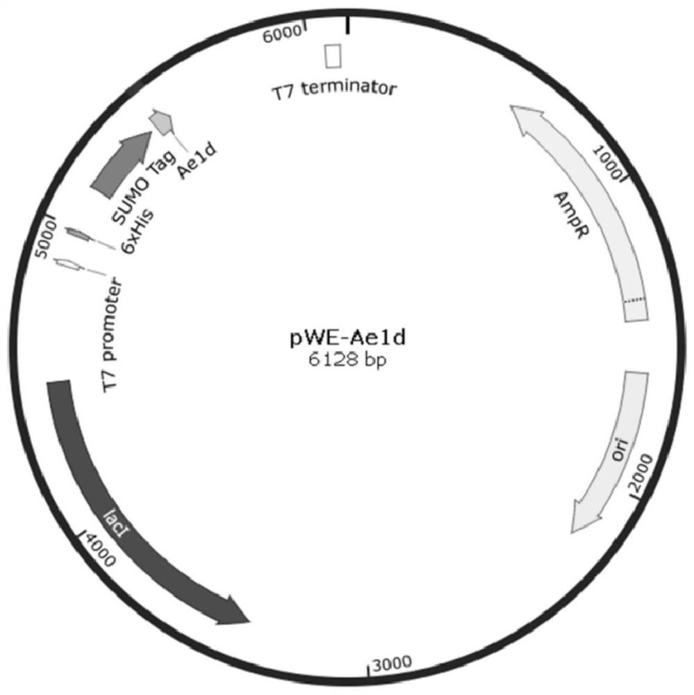 ae1d active peptide and its preparation method and application