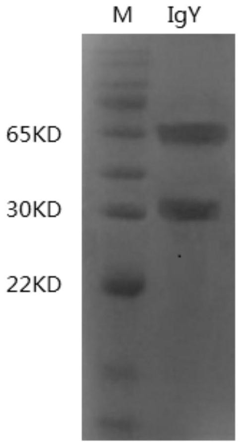 Anti-Hafnia alvei egg yolk antibody and preparation method and application thereof