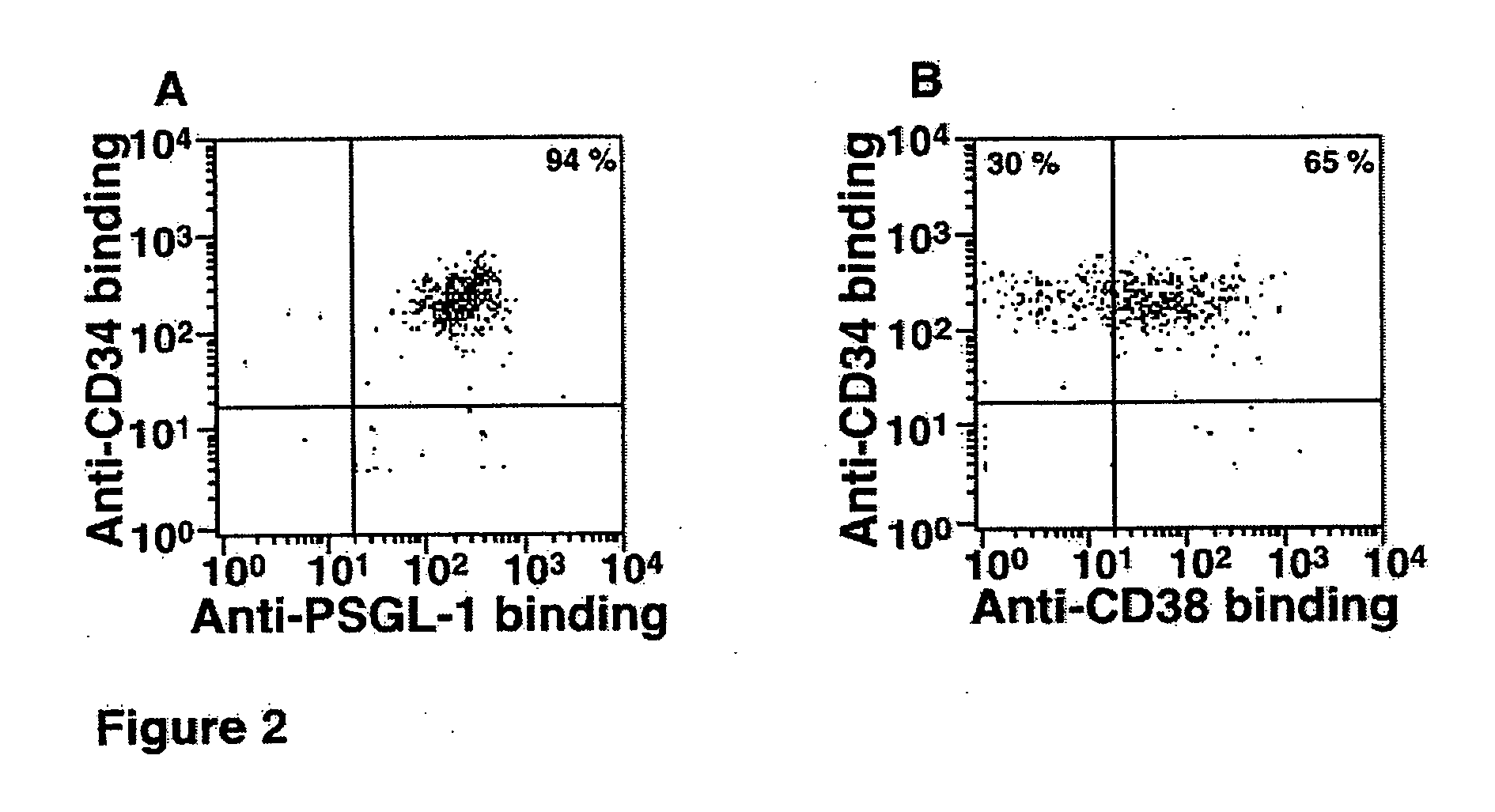 Hematopoietic stem cells treated by in vitro fucosylation and methods of use
