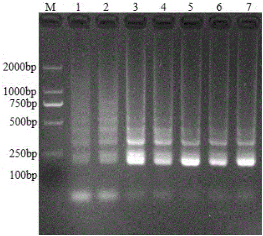 LAMP detection kit for detecting porcine rotavirus