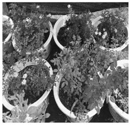 A method for preparing light-duty vertical greening cultivation substrate by composting fungus slag