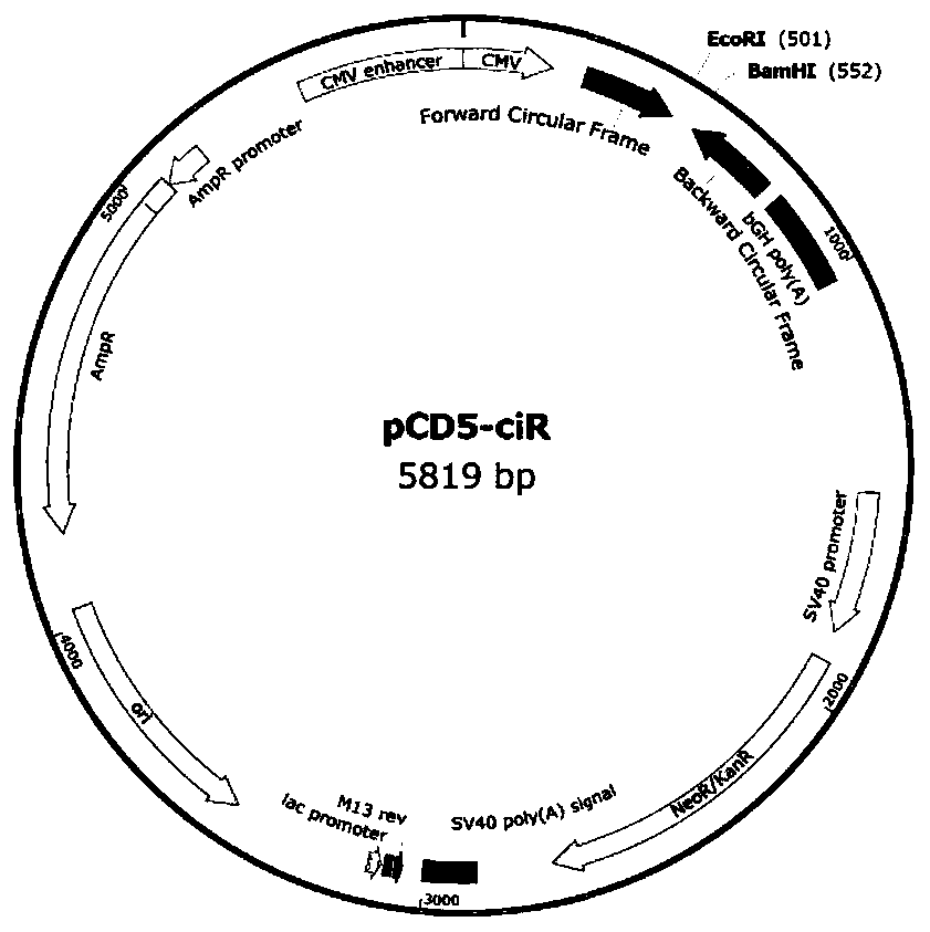 A precise type circular RNA expression framework based on an Alu element, a vector and application of the framework and the vector