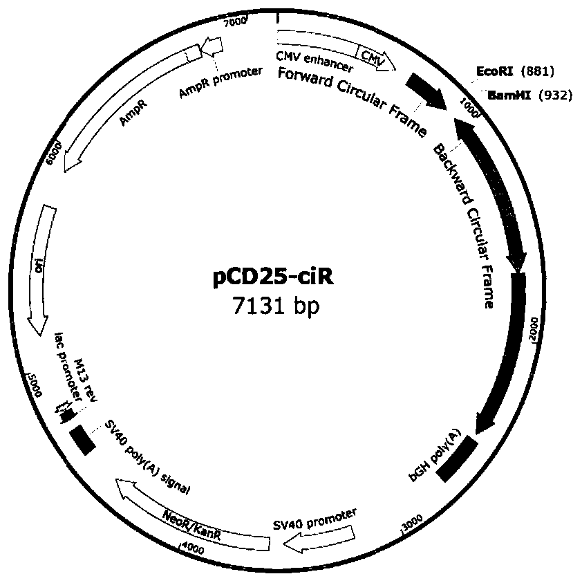 A precise type circular RNA expression framework based on an Alu element, a vector and application of the framework and the vector