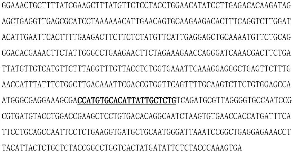 Method for increasing wheat yield by creating wheat TaOTUB1 gene function deletion homozygous mutants