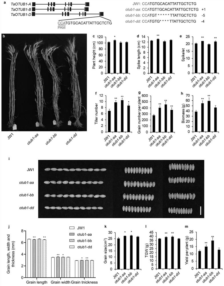 Method for increasing wheat yield by creating wheat TaOTUB1 gene function deletion homozygous mutants