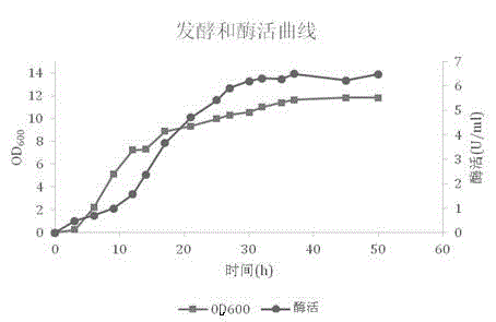 Toxalbumin MazF reverse screening-based method for building recombinant Bacillus subtilis for expression of D-psicose 3-epimerase Bacillus subtilis