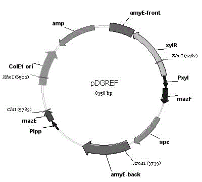 Toxalbumin MazF reverse screening-based method for building recombinant Bacillus subtilis for expression of D-psicose 3-epimerase Bacillus subtilis